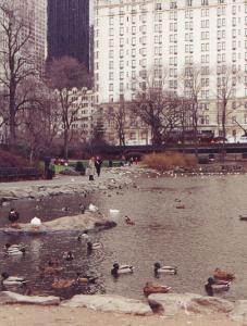The Ducks in the Central Park Lagoon